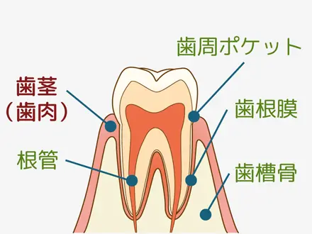 歯茎の構造と役割