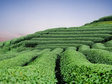 緑茶に含まれるカテキンとは？